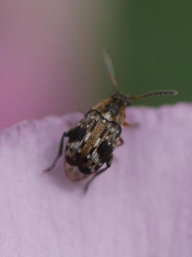 Bruchidius bimaculatus