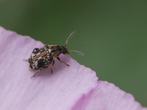 Bruchidius bimaculatus