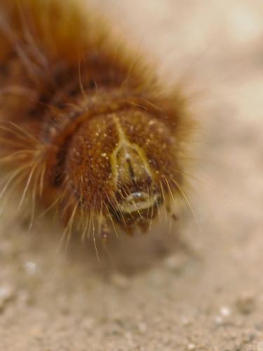 Lasiocampa quercus