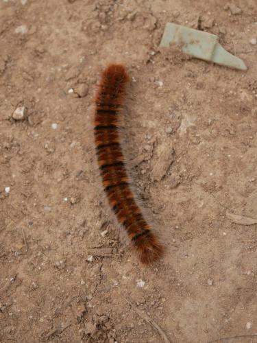 Réf. 301 981 : Lasiocampa quercus