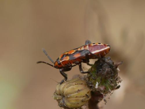 Spilostethus pandurus