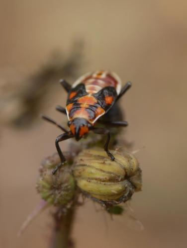 Réf. 301 987 : Spilostethus pandurus