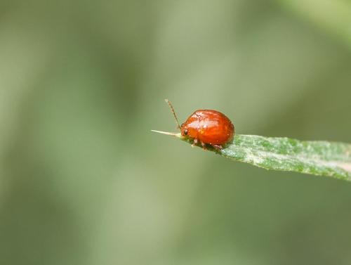 Réf. 301 978 : Sphaeroderma sp.