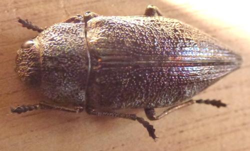 Réf. 301 365 : Dicerca aenea