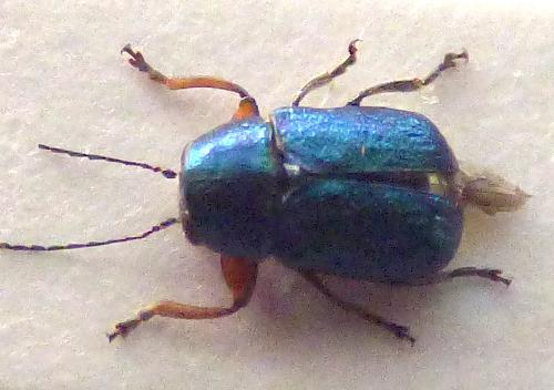 Réf. 301 499 : Pachybrachis azureus