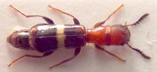 Denops albofasciatus