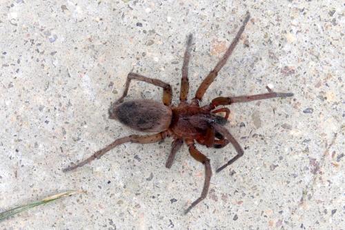 Réf. 301 772 : Drassodes sp.