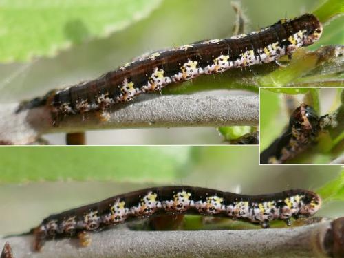 Philereme transversata