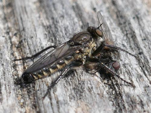 Lasiopogon cinctus