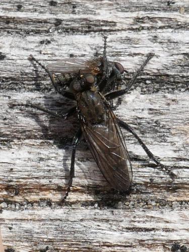 Réf. 301 841 : Lasiopogon cinctus