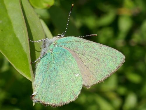 Réf. 301 833 : Callophrys rubi