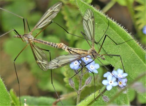 Tipula vernalis