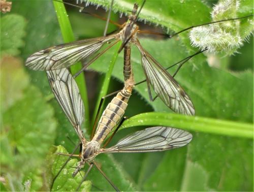 Réf. 301 351 : Tipula vernalis