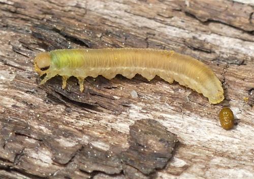 Réf. 301 336 : Pachyprotasis rapae