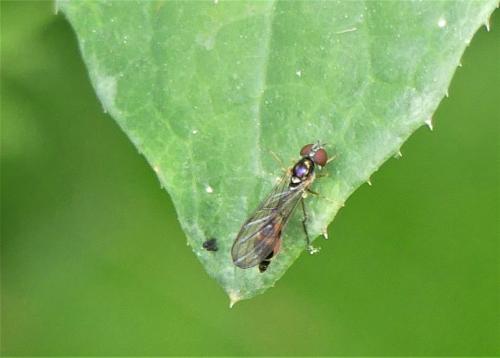 Baccha elongata