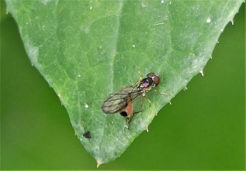 Baccha elongata