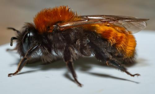 Réf. 301 129 : Andrena fulva