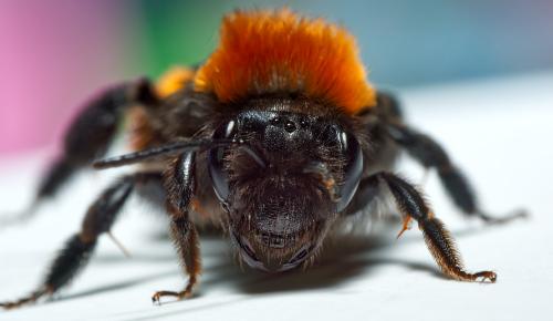 Réf. 301 130 : Andrena fulva