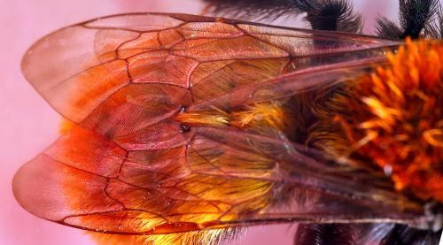 Andrena fulva
