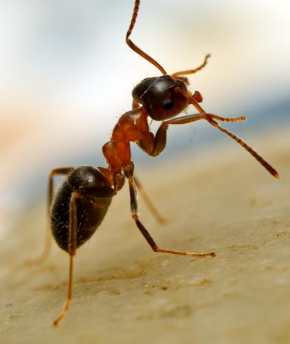Lasius emarginatus