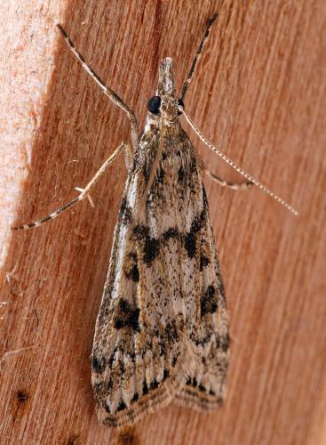 Réf. 301 301 : Eudonia angustea