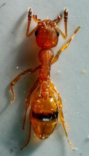 Réf. 301 042 : Temnothorax sp.