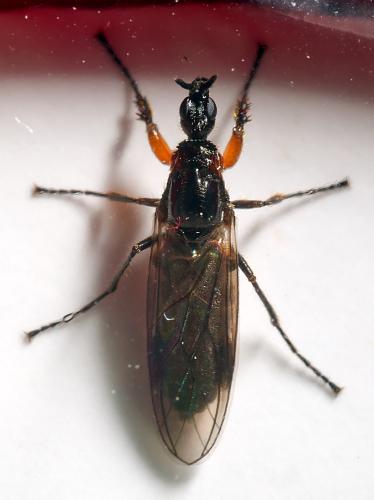 Réf. 301 160 : Dilophus antipedalis