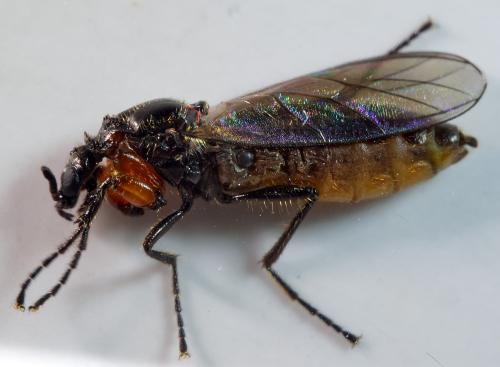 Réf. 301 161 : Dilophus antipedalis
