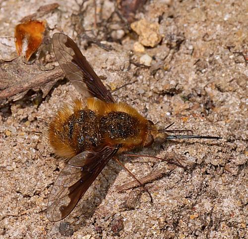 Réf. 301 247 : Bombylius major
