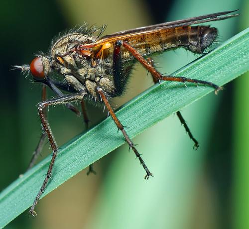 Empis tessellata
