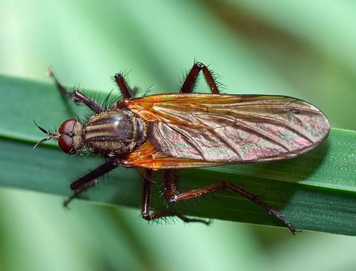 Réf. 301 753 : Empis tessellata