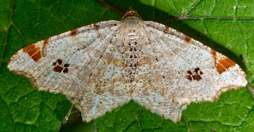 Réf. 301 258 : Macaria notata