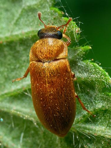 Byturus ochraceus