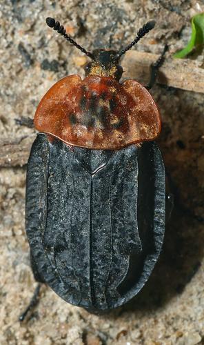 Réf. 301 810 : Oiceoptoma thoracicum