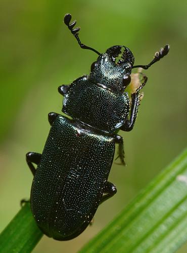 Platycerus caraboides