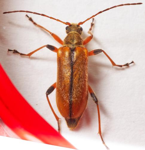 Cortodera humeralis