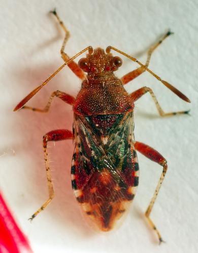 Rhopalus subrufus