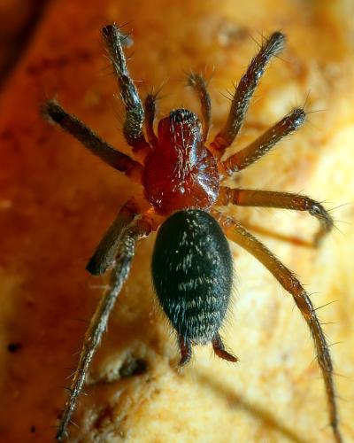 Agelena labyrinthica
