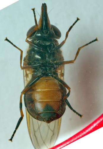 Réf. 301 576 : Rhingia campestris