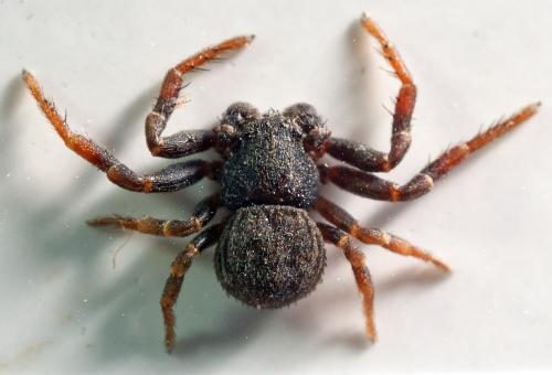 Ozyptila claveata