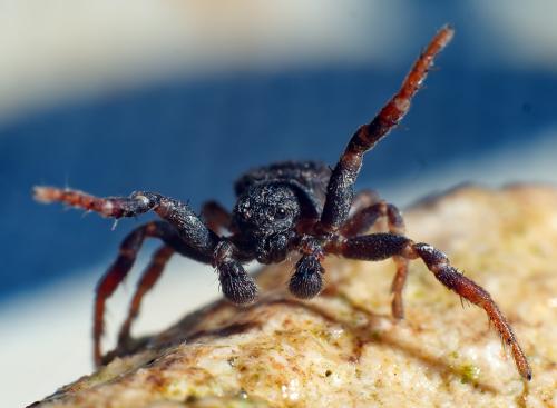 Ozyptila claveata