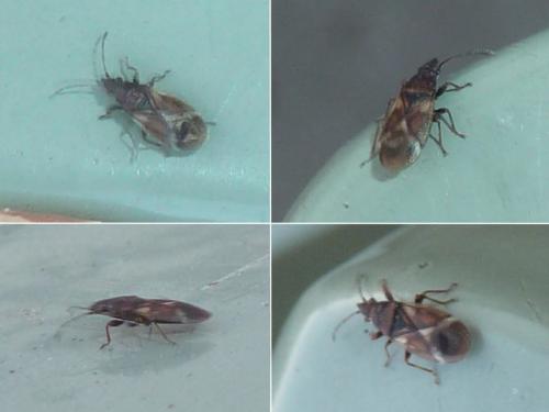 Oxycarenus modestus