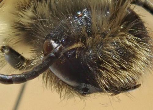 Andrena sp.