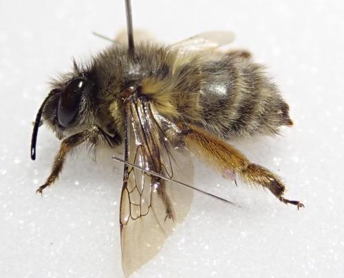 Réf. 301 111 : Anthophora plumipes