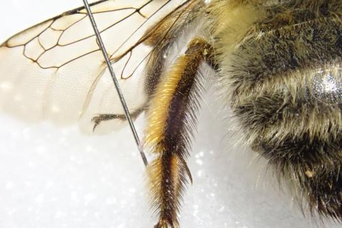 Réf. 301 112 : Anthophora plumipes