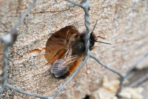 Réf. 301 139 : Osmia bicornis
