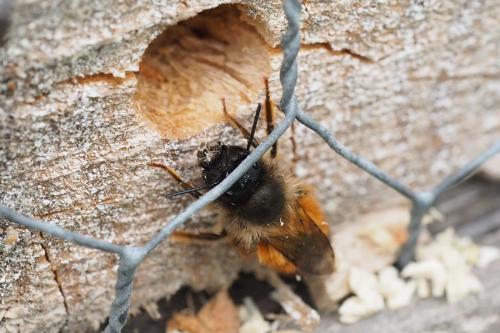 Réf. 301 140 : Osmia bicornis