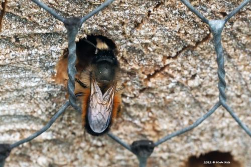 Réf. 301 141 : Osmia bicornis