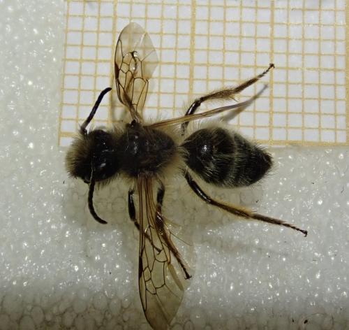 Andrena sp.