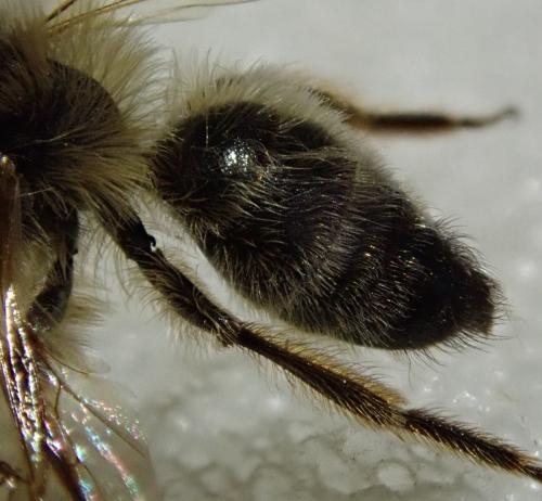 Andrena sp.